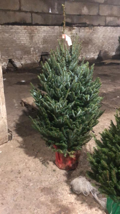Живая пихта Фразера в горшке 75-100 см