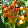 Саженцы Черешня Орловская розовая