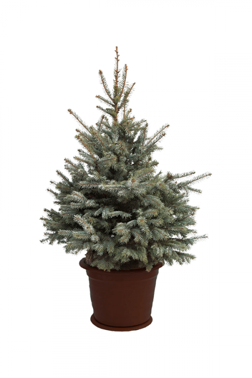 Живая голубая ёлка в кадке 60-75 см