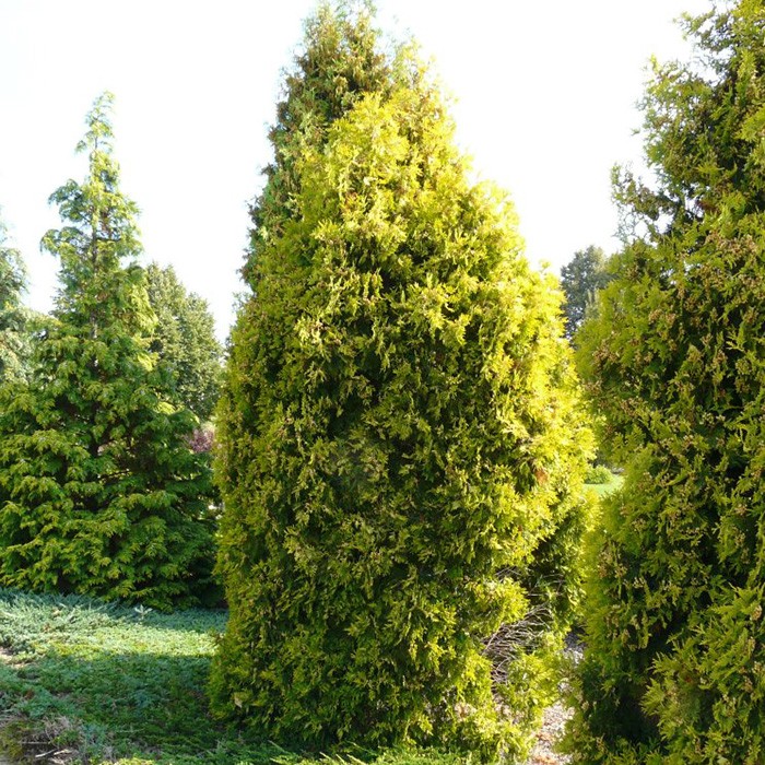 Туя западная Малониана Аурея(MALONYANA AUREA)