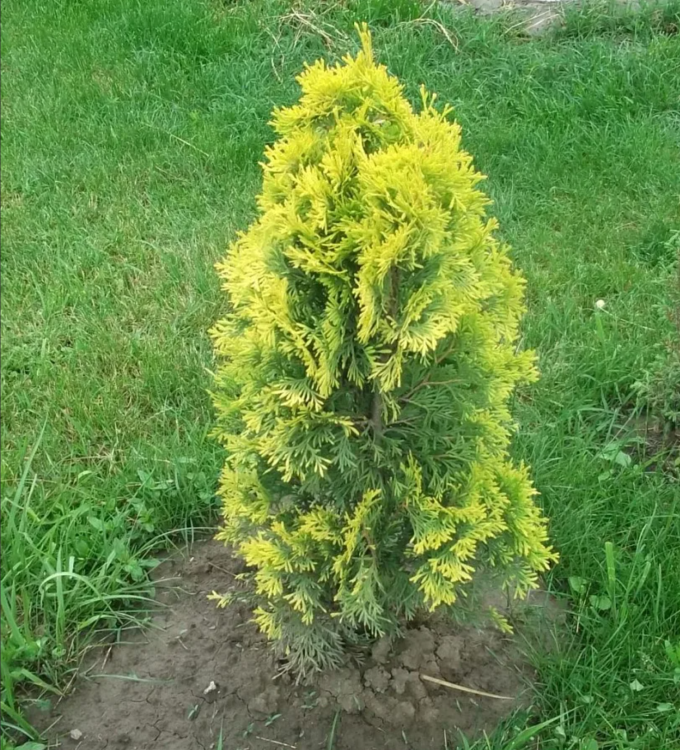 Туя западная Мария('MARIA' ®)