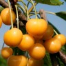 Саженцы Черешня Солнечная