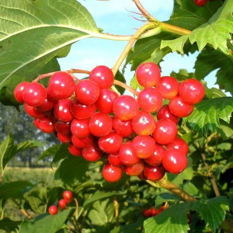 Саженцы Калина Зарница