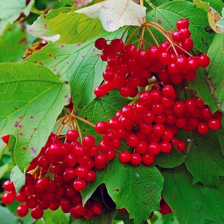 Саженцы Калина Искра