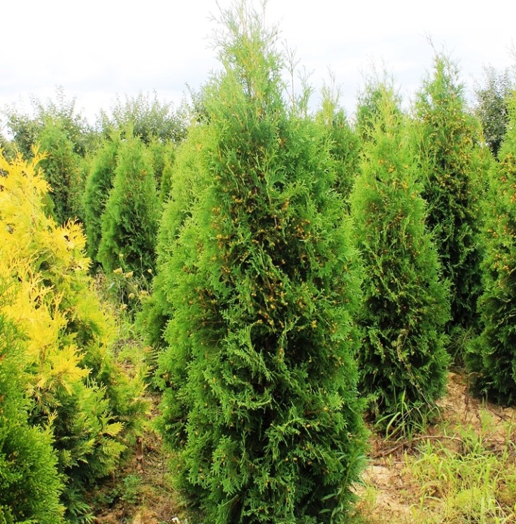 Туя западная Пирамидалис Компакта(PYRAMIDALIS COMPACTA)