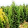 Туя западная Пирамидалис Компакта(PYRAMIDALIS COMPACTA)