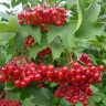 Саженцы Калина Красный коралл