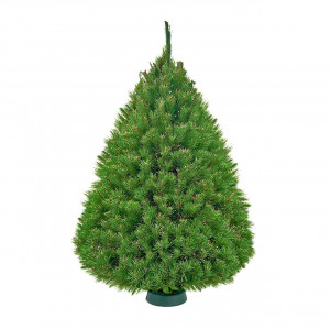 Канадская сосна 275-300 см