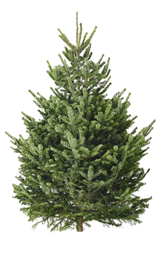 Срезанные ёлки