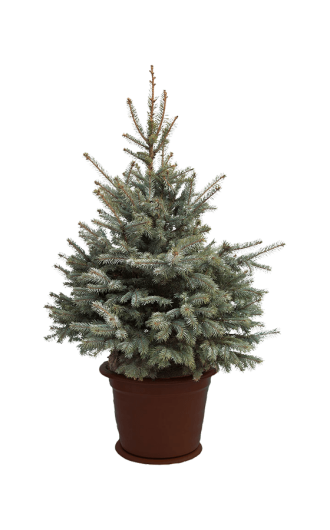 Голубая ёлка в горшке