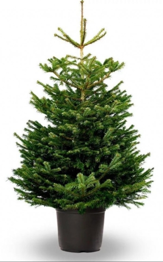 Датская ёлка в горшке