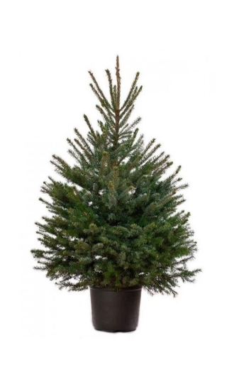 Европейская ёлка в горшке