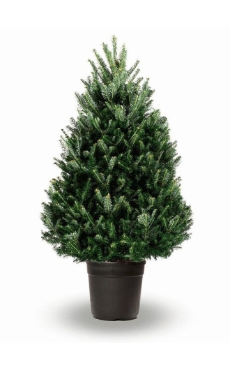 Пихта Фразера в горшке